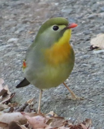 Red-billed Leiothrix 岩本山公園 Mon, 3/4/2024