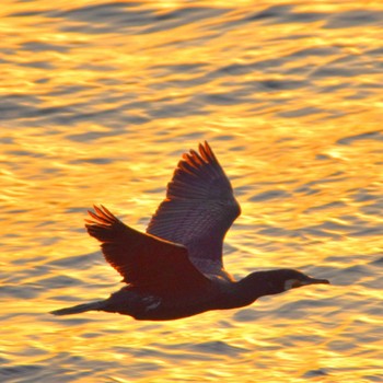 Great Cormorant 荒川臨海 Wed, 2/28/2024