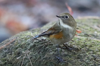 Red-flanked Bluetail 東京都多摩地域 Sat, 12/1/2018