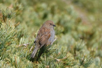 Japanese Accentor 八ヶ岳横岳 Wed, 6/7/2023