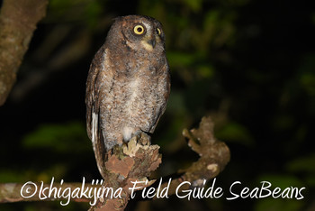 Ryukyu Scops Owl Ishigaki Island Mon, 12/3/2018