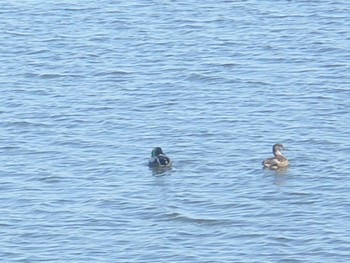 2024年3月3日(日) 北印旛沼の野鳥観察記録