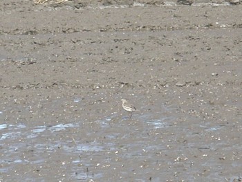 2024年3月3日(日) 甚兵衛沼の野鳥観察記録