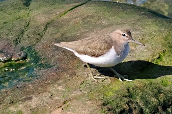 イソシギ 葛西臨海公園 2024年3月4日(月)