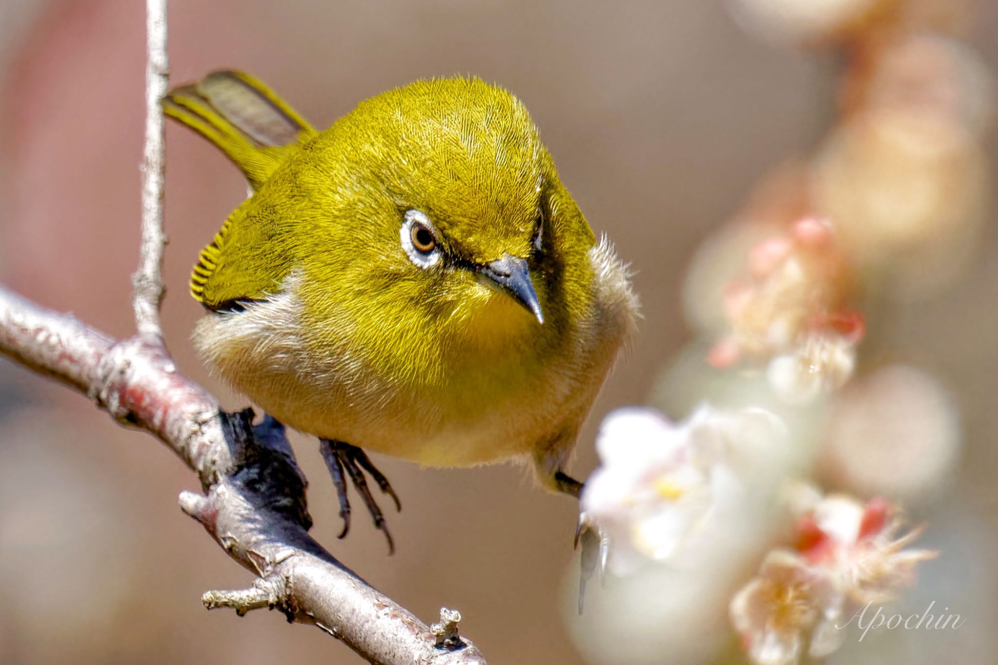 Warbling White-eye