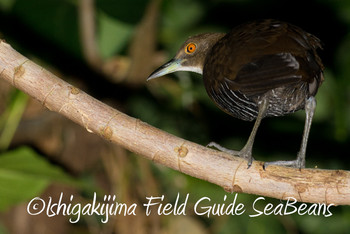 Slaty-legged Crake Ishigaki Island Mon, 12/3/2018