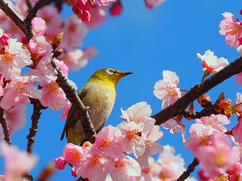 Warbling White-eye 八王子 Mon, 3/4/2024