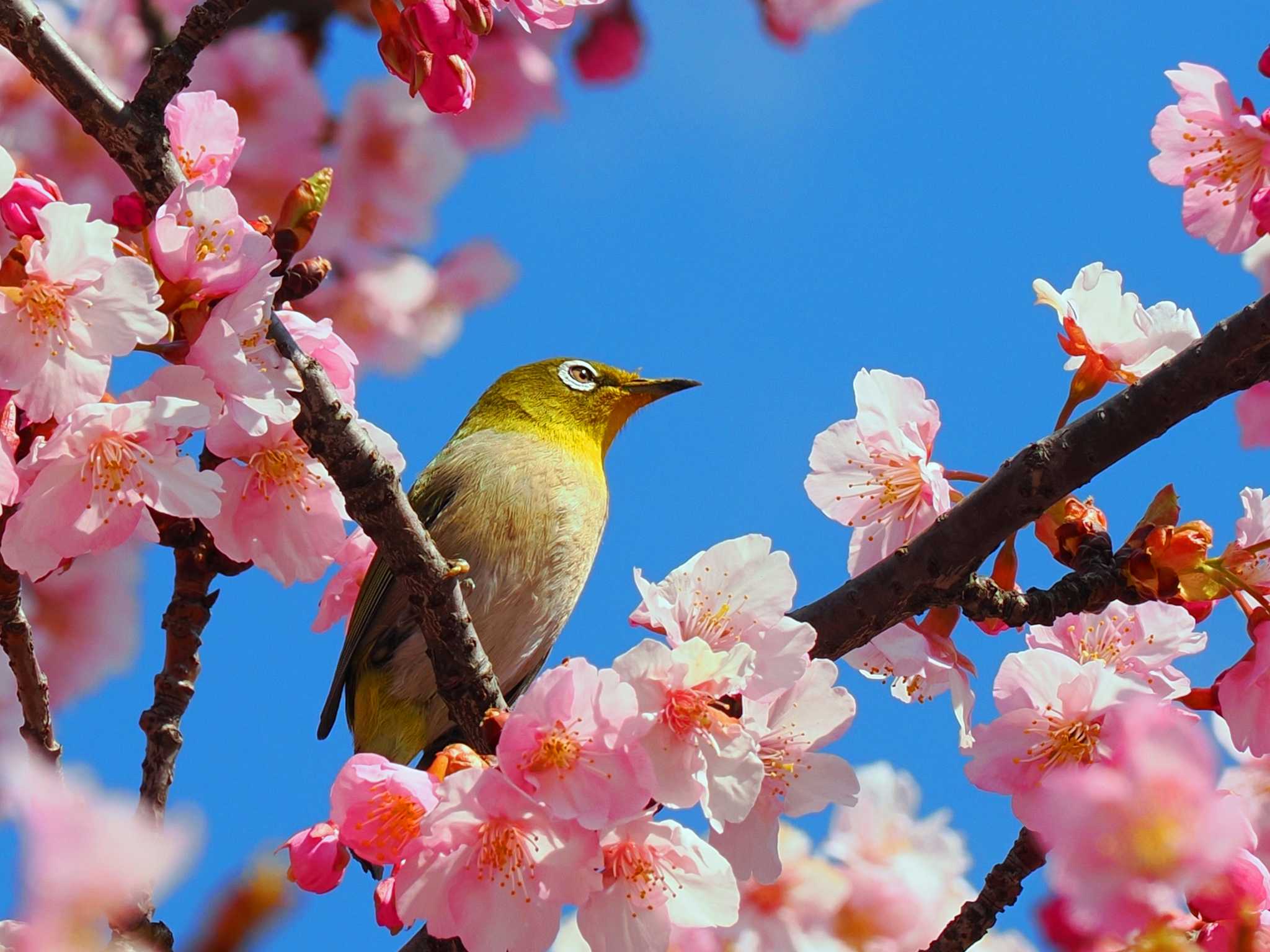 Photo of Warbling White-eye at 八王子 by ぴろり