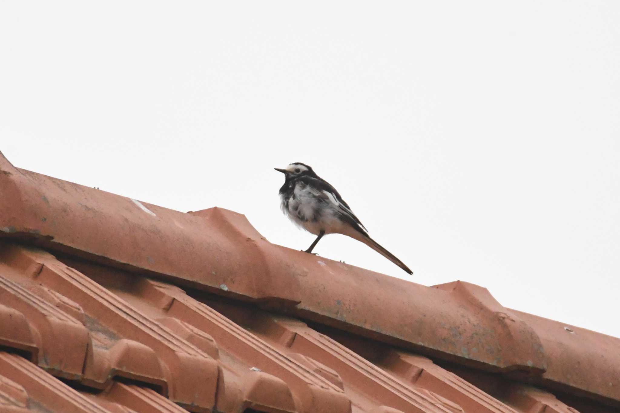 Photo of White Wagtail at Phia Oac National Park by あひる