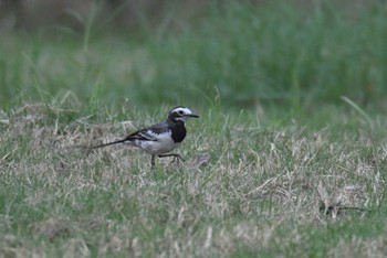 White Wagtail Ba Be National Park Thu, 5/4/2023