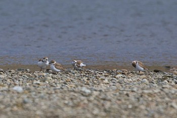 Kentish Plover 大阪府堺市 大和川 Sat, 3/2/2024