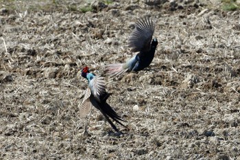 Green Pheasant 愛知県 Wed, 2/28/2024