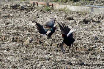 Green Pheasant 愛知県 Wed, 2/28/2024