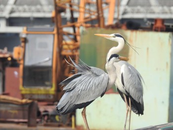 アオサギ 隅田川 2023年5月13日(土)