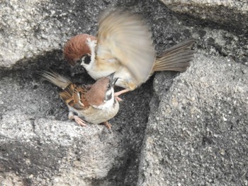 Eurasian Tree Sparrow 隅田川 Sat, 5/13/2023