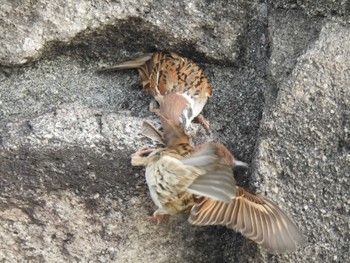 Eurasian Tree Sparrow 隅田川 Sat, 5/13/2023