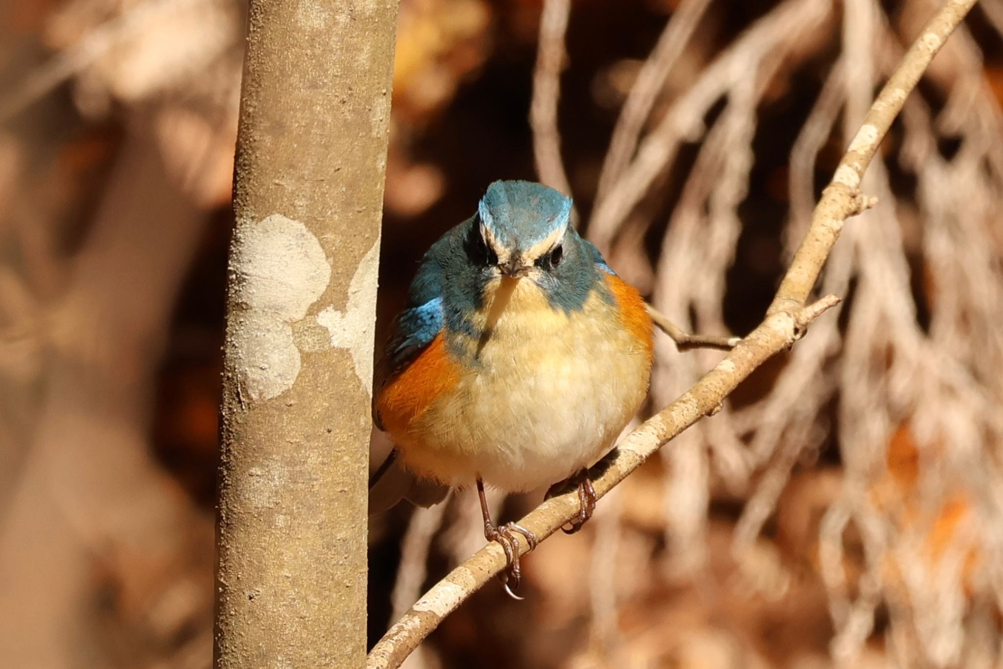 Photo of Red-flanked Bluetail at 再度山 by zetsubouteacher