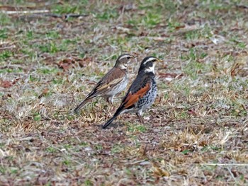 Dusky Thrush 三神峯公園 Mon, 3/4/2024