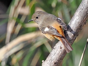 Daurian Redstart 三神峯公園 Mon, 3/4/2024