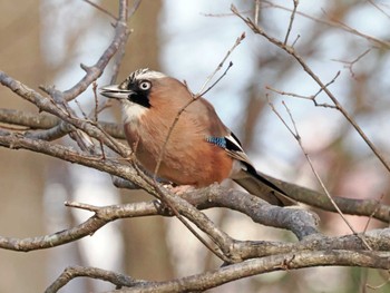 Eurasian Jay 三神峯公園 Mon, 3/4/2024