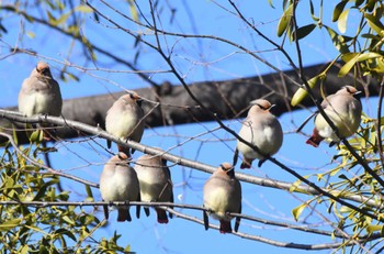 Sun, 3/3/2024 Birding report at Higashitakane Forest park