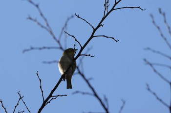 Warbling White-eye 四季の森公園(横浜市緑区) Sun, 3/3/2024