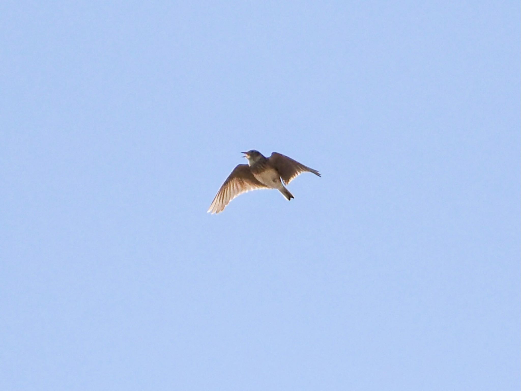 Eurasian Skylark