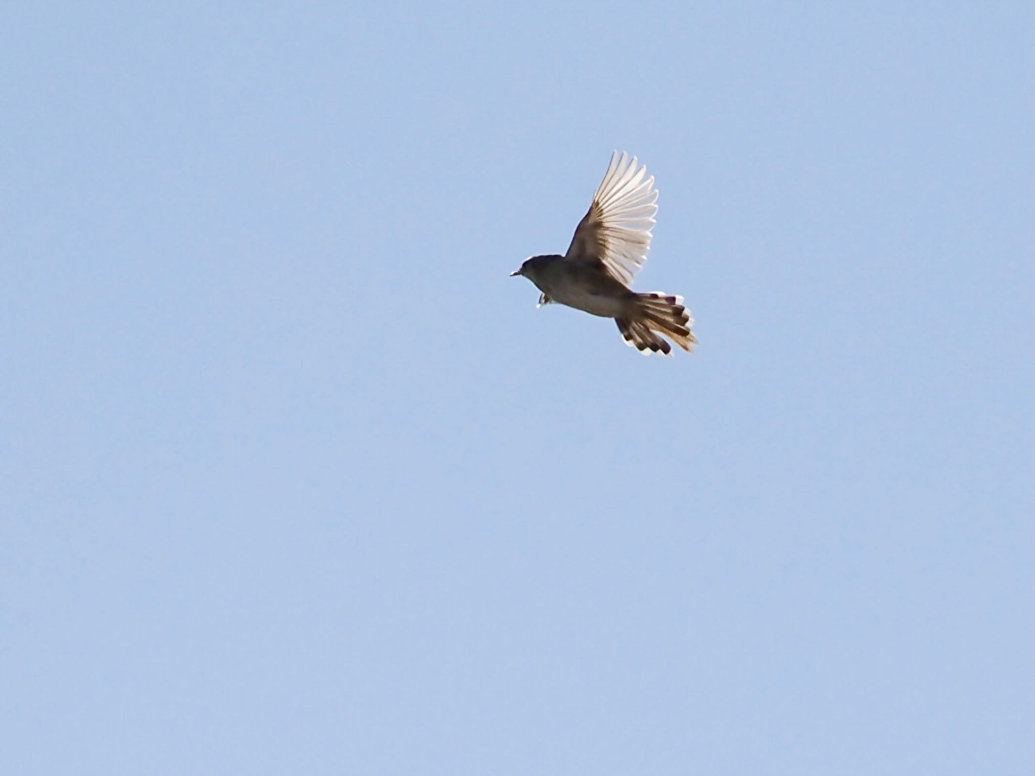 Zitting Cisticola