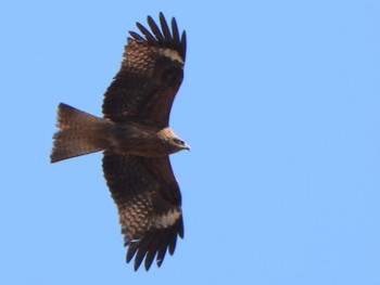 2024年3月3日(日) 渡良瀬遊水地の野鳥観察記録