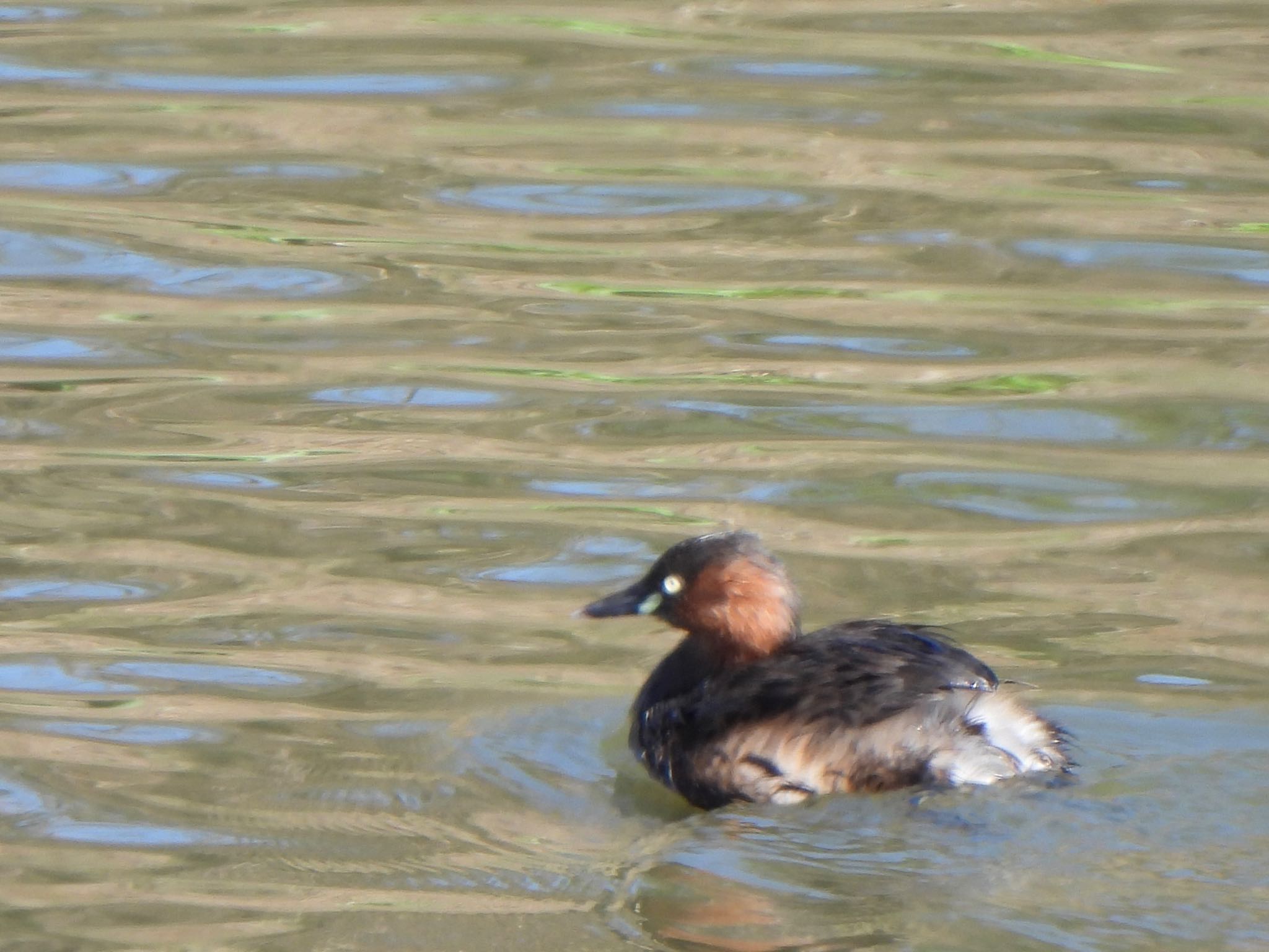 Photo of Little Grebe at Watarase Yusuichi (Wetland) by ツピ太郎