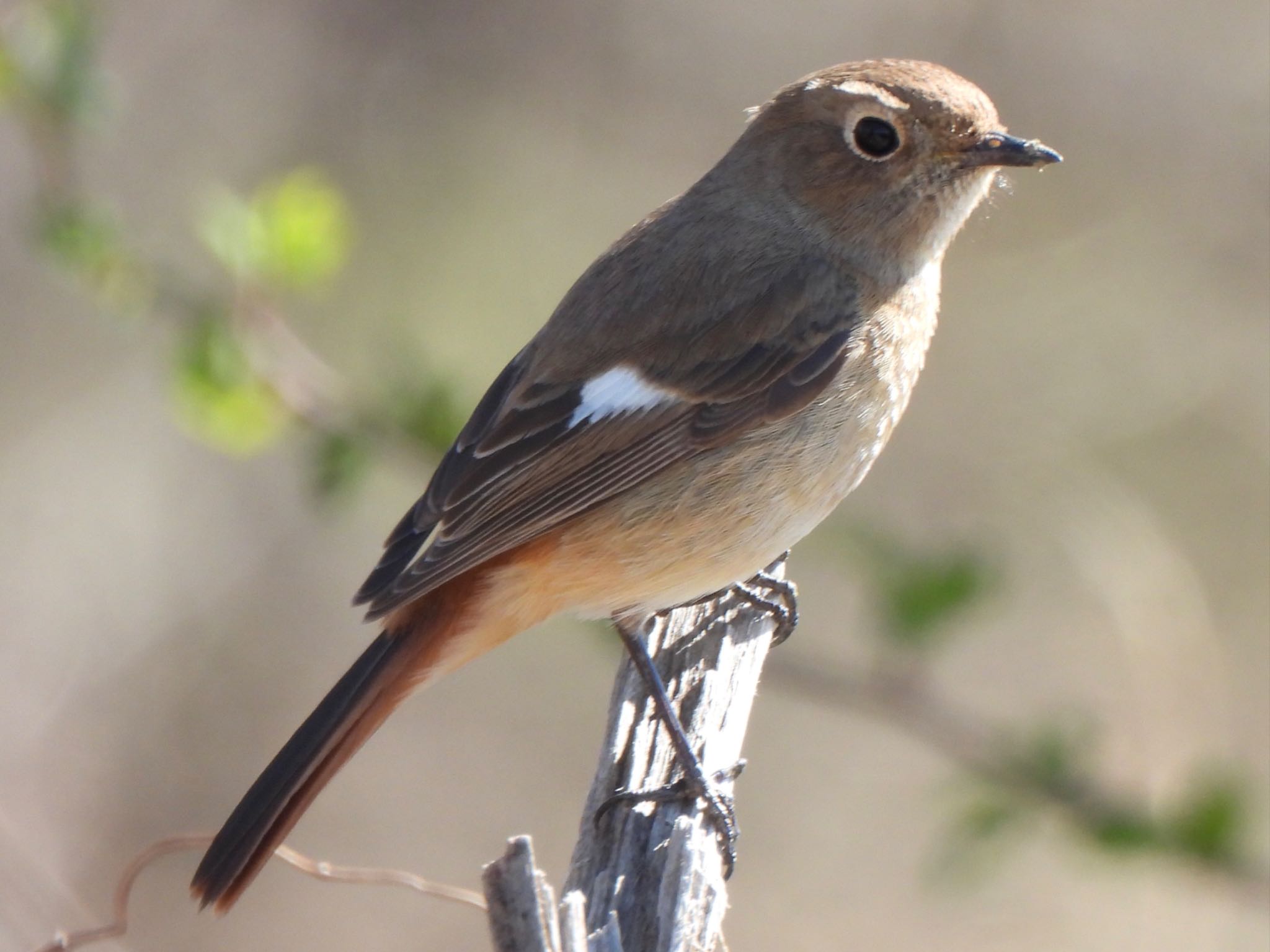 Daurian Redstart