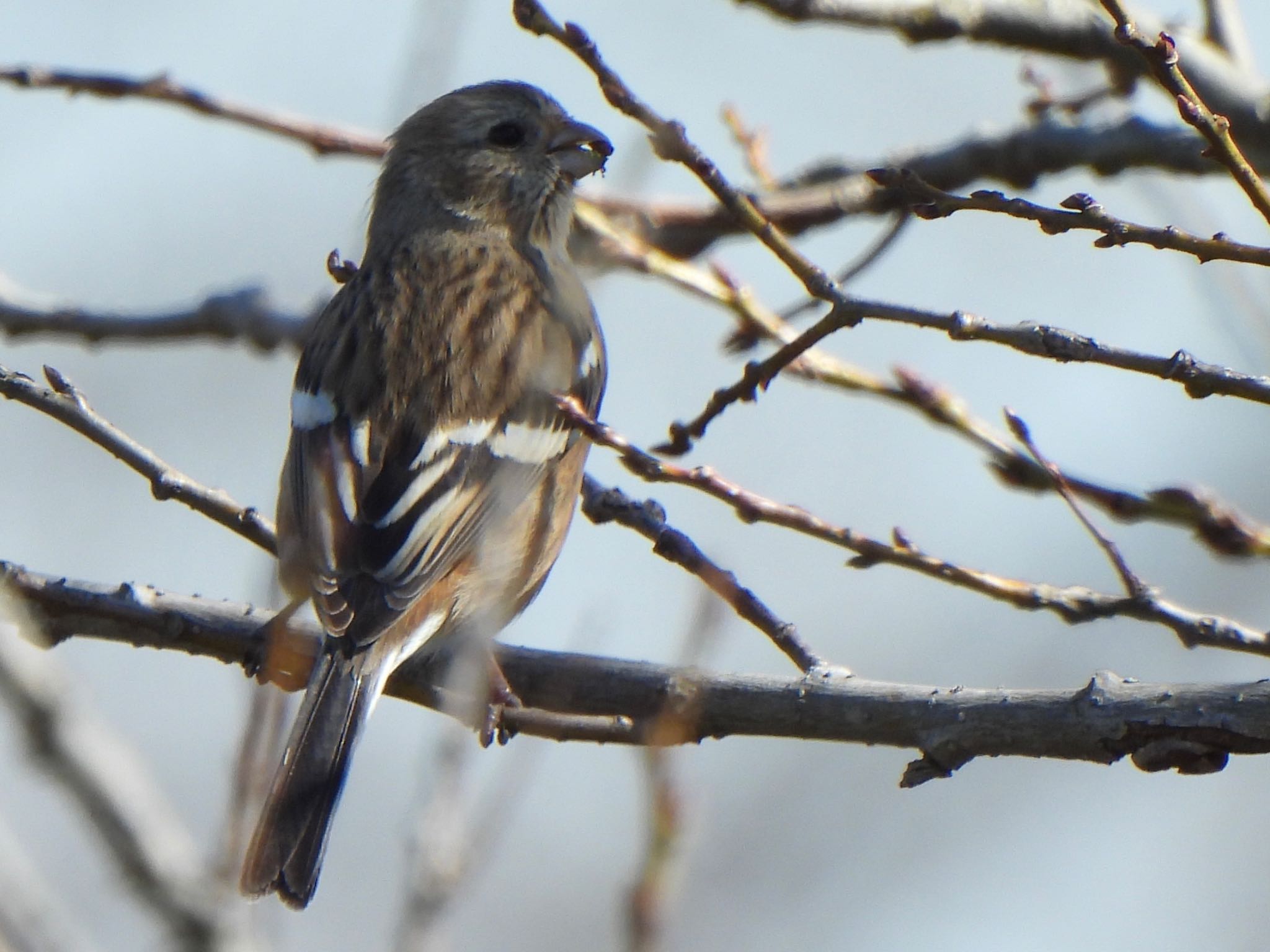 Siberian Long-tailed Rosefinch