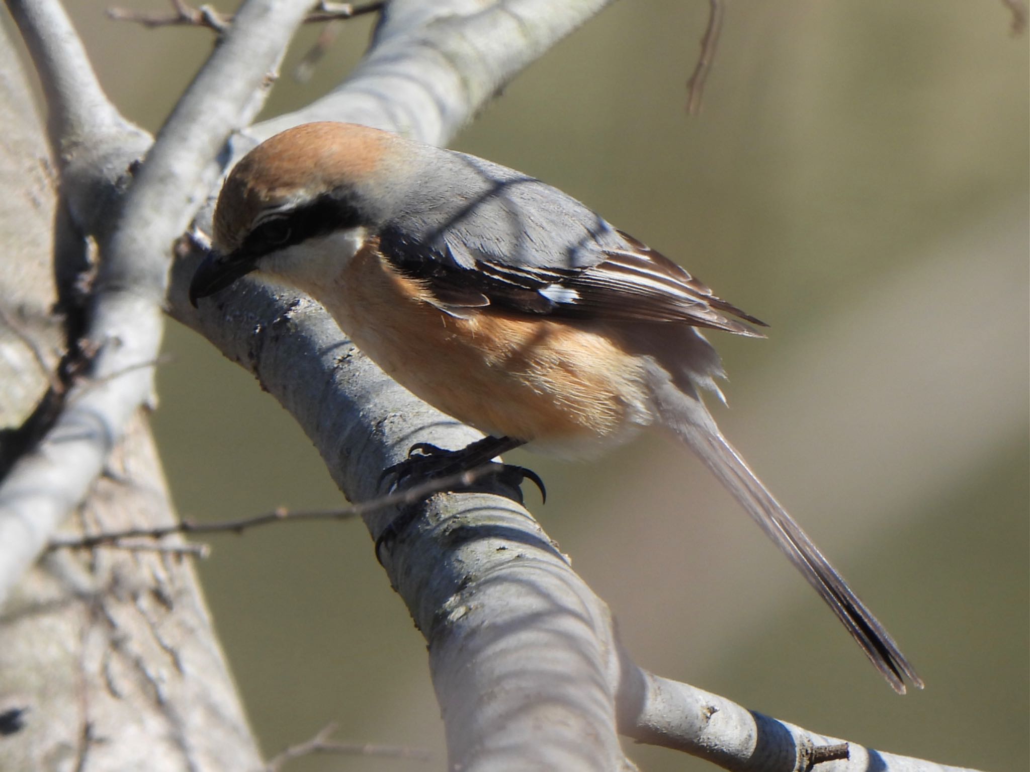 Bull-headed Shrike