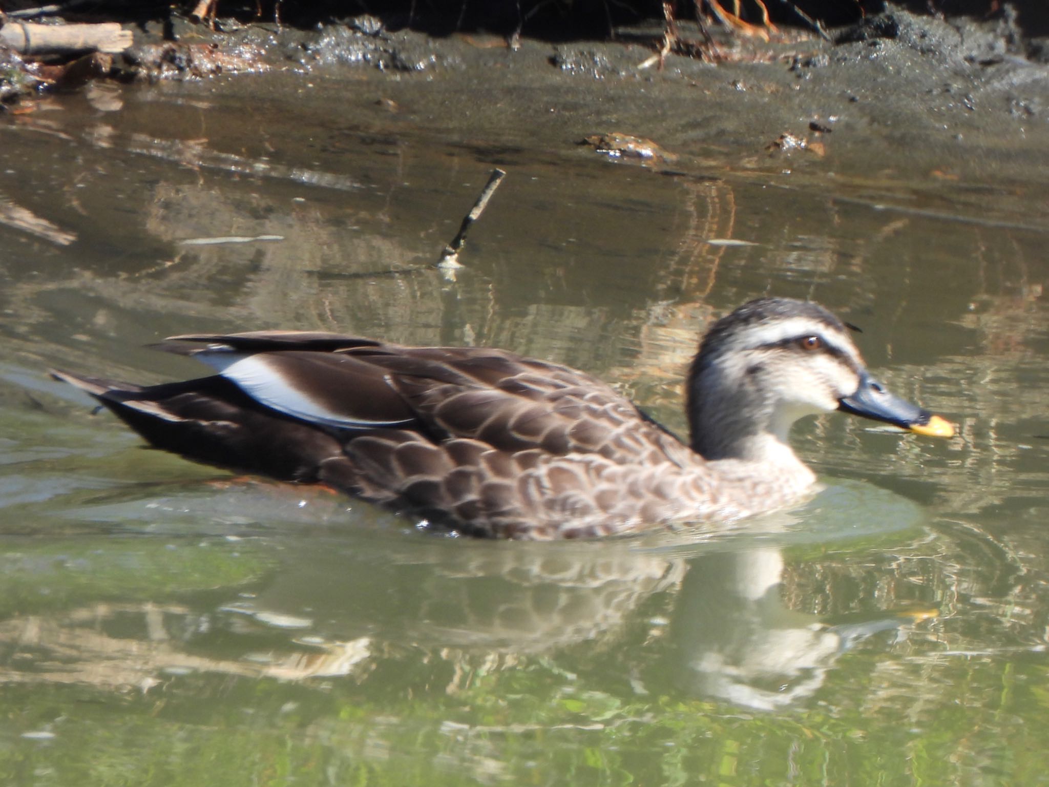 Eastern Spot-billed Duck