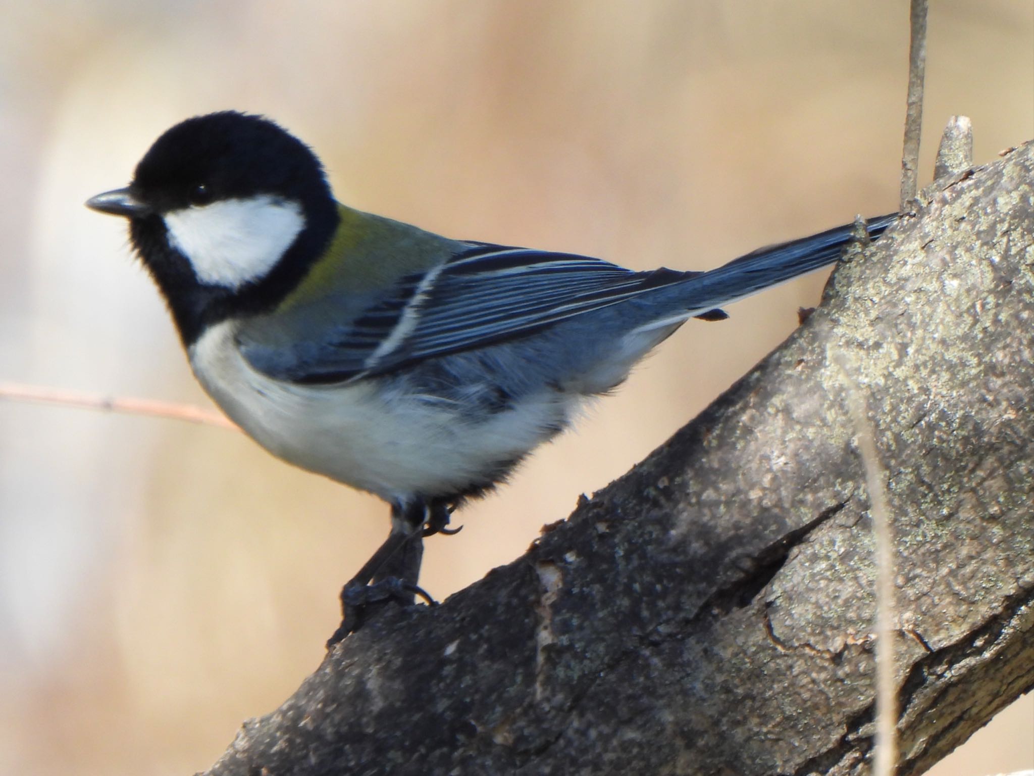 Japanese Tit