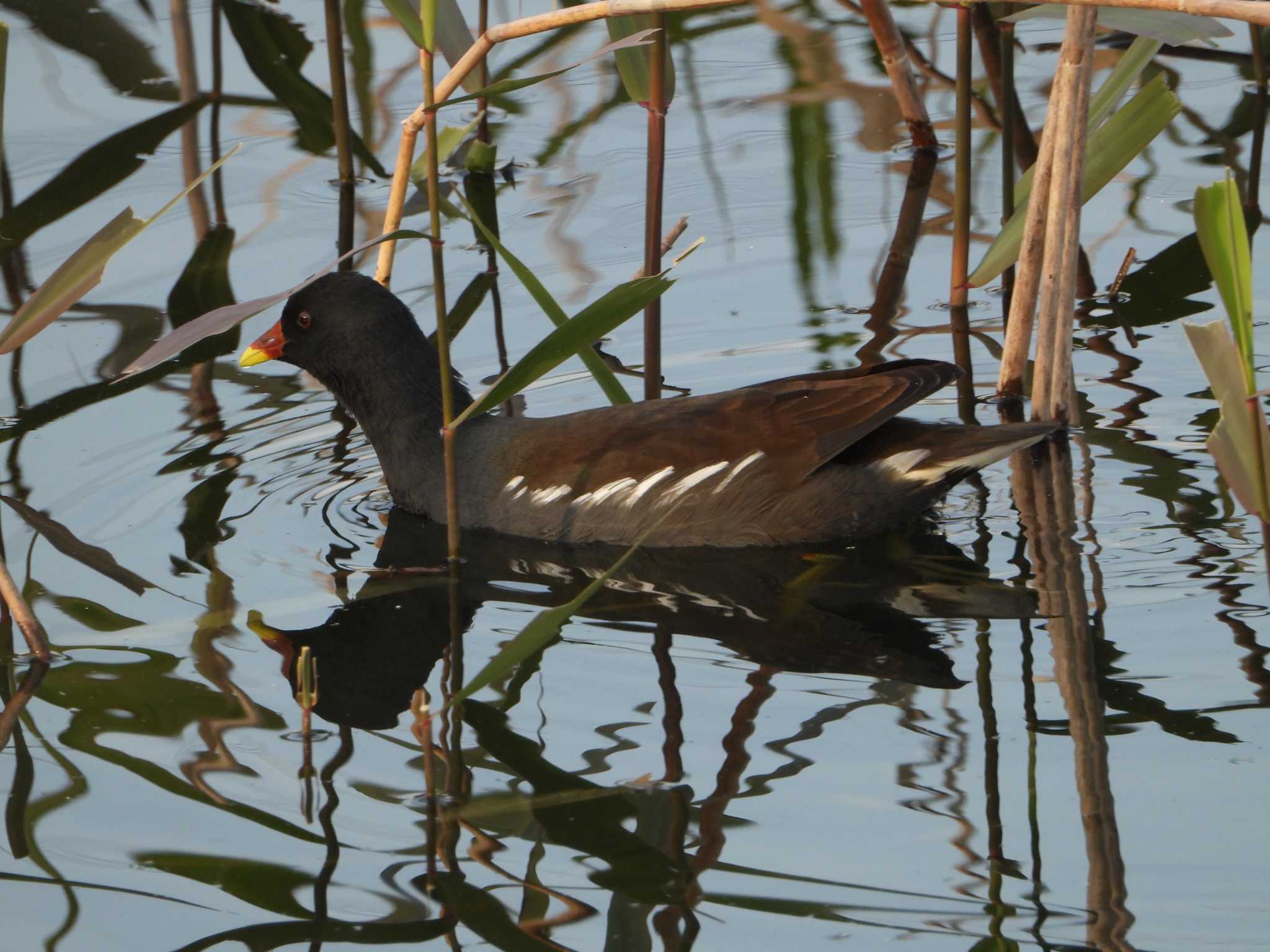 Common Moorhen