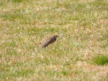 Water Pipit Akigase Park Sun, 3/12/2023