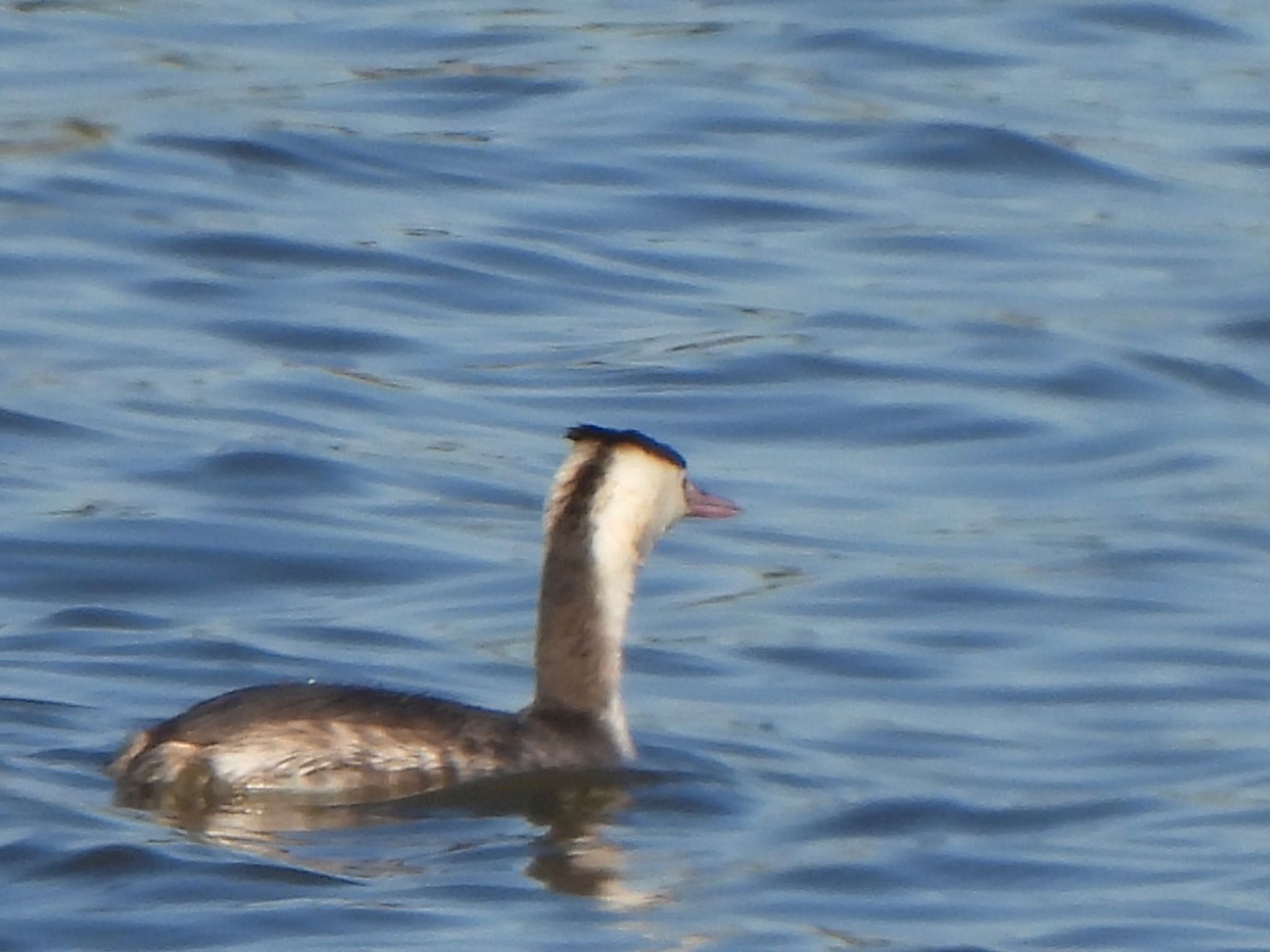 Photo of Great Crested Grebe at 芝川第一調節池(芝川貯水池) by ツピ太郎