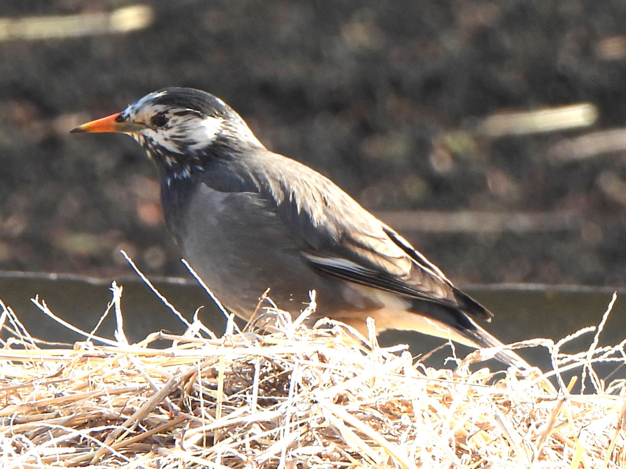 White-cheeked Starling