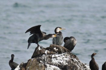 Japanese Cormorant 平磯海岸 Sun, 12/2/2018