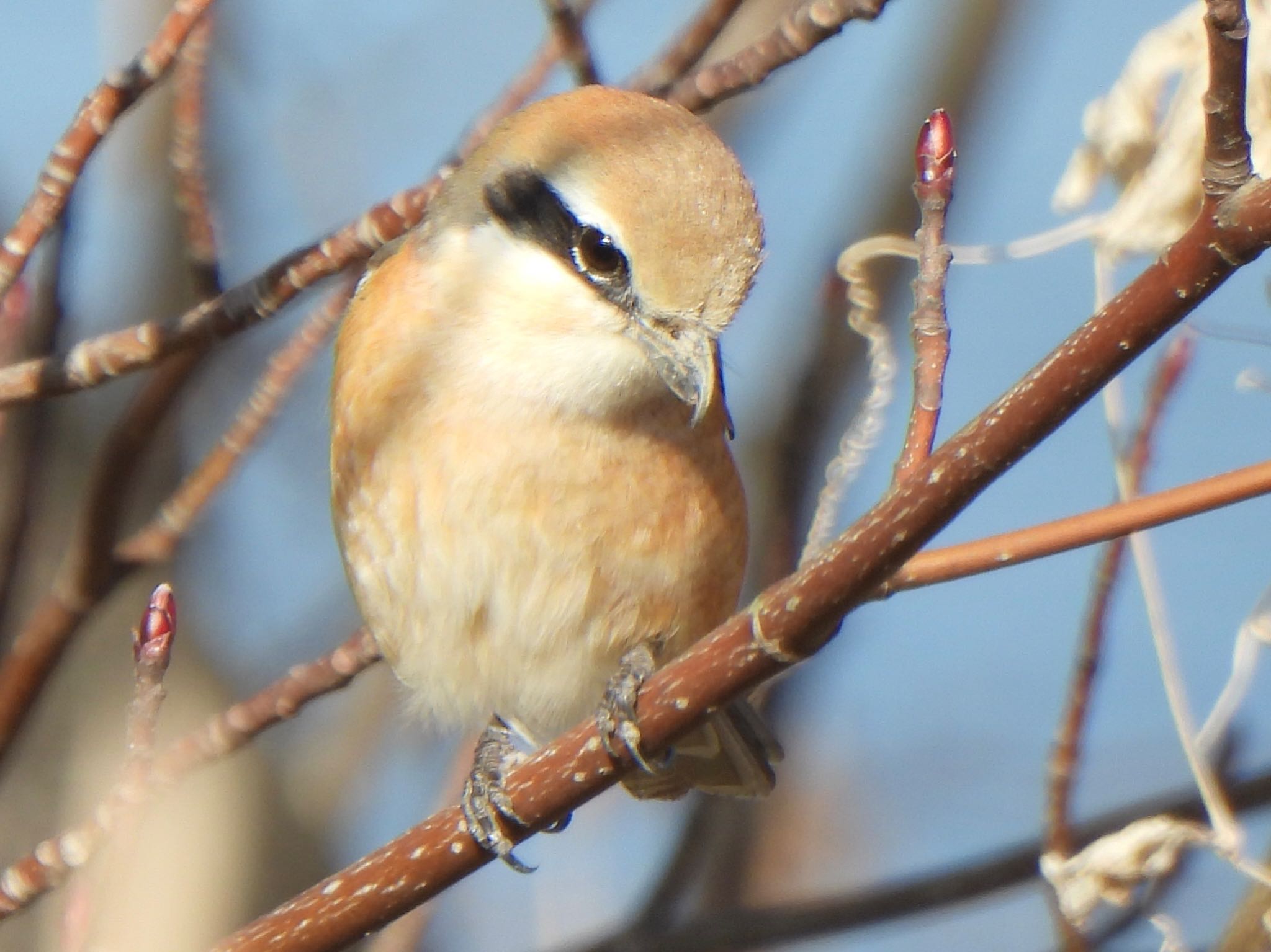 Photo of Bull-headed Shrike at 芝川第一調節池(芝川貯水池) by ツピ太郎