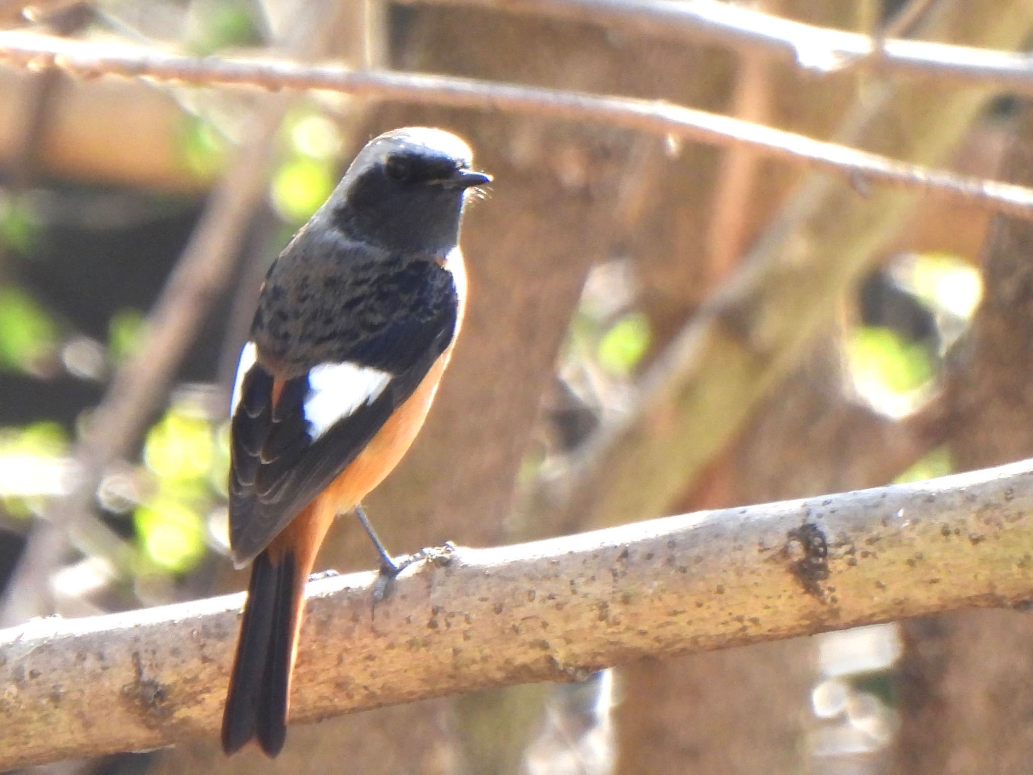 Photo of Daurian Redstart at 芝川第一調節池(芝川貯水池) by ツピ太郎