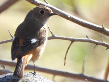 2024年3月3日(日) 芝川第一調節池(芝川貯水池)の野鳥観察記録