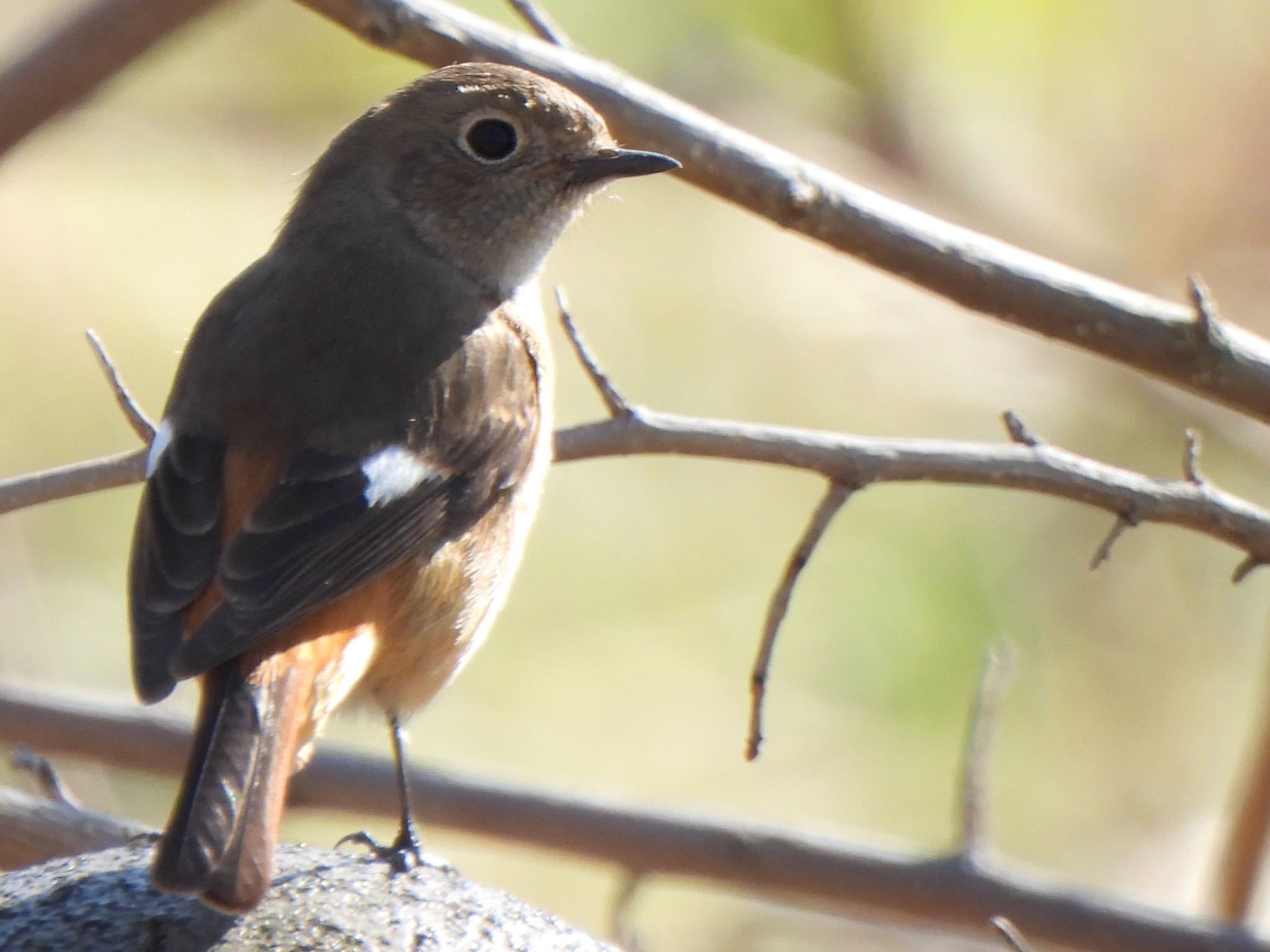 Daurian Redstart