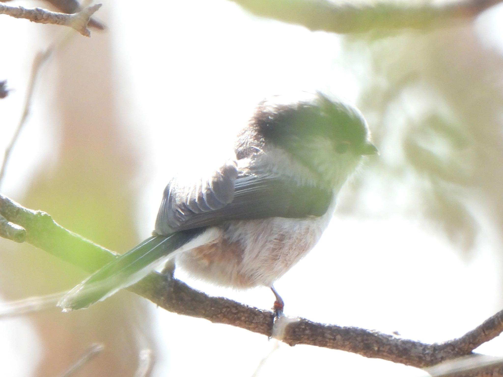 芝川第一調節池(芝川貯水池) エナガの写真 by ツピ太郎