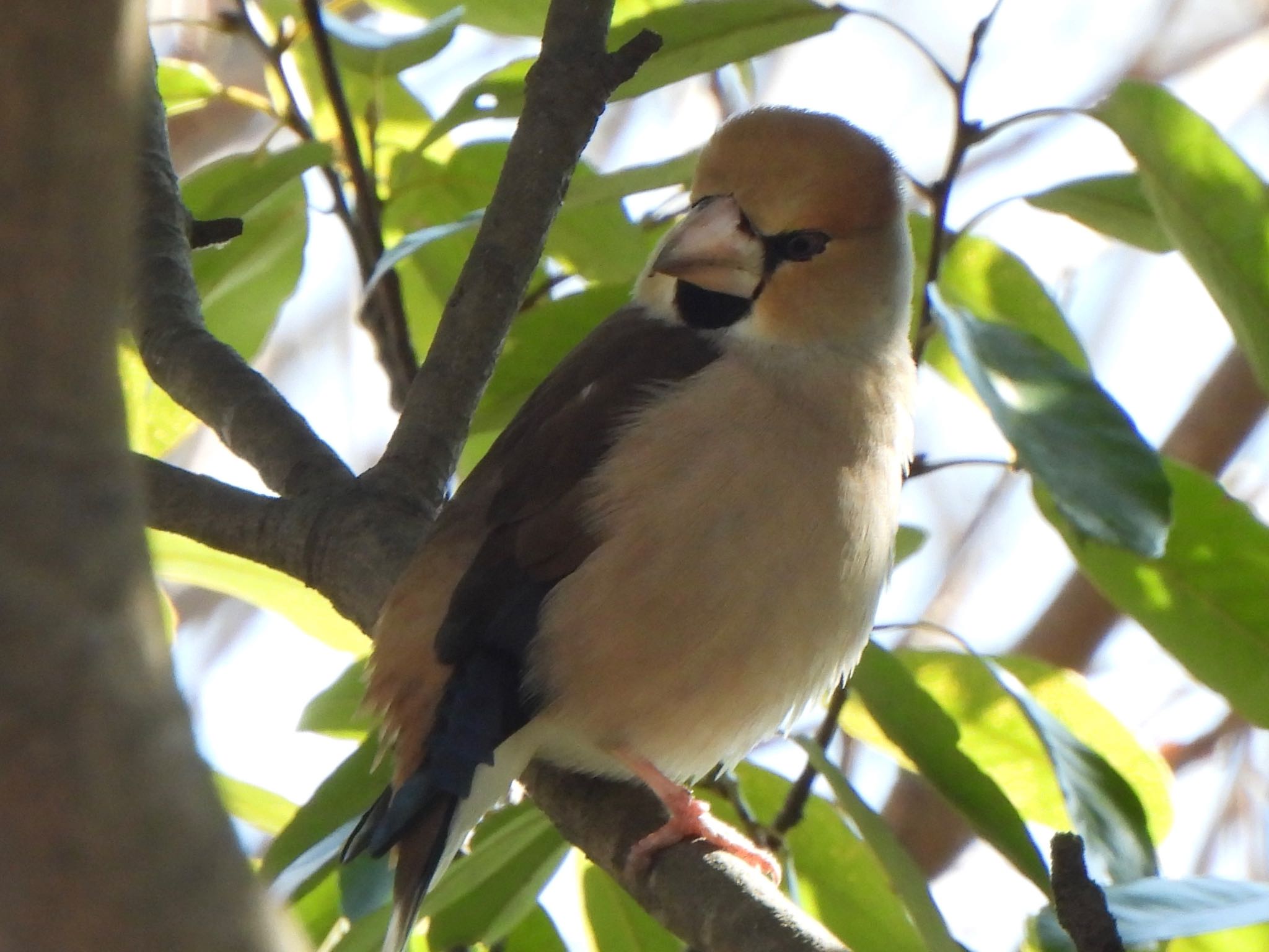 Hawfinch