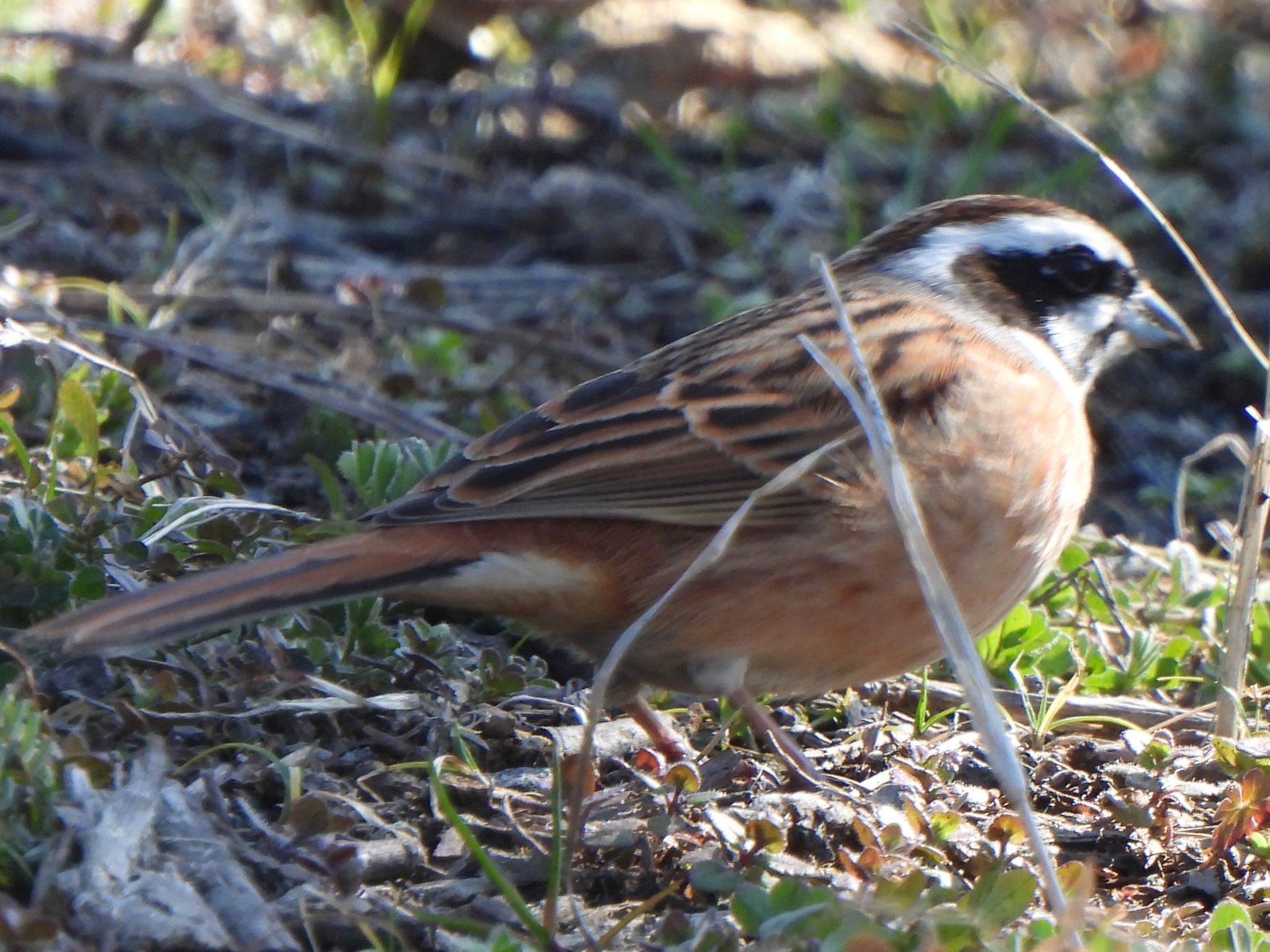 Meadow Bunting