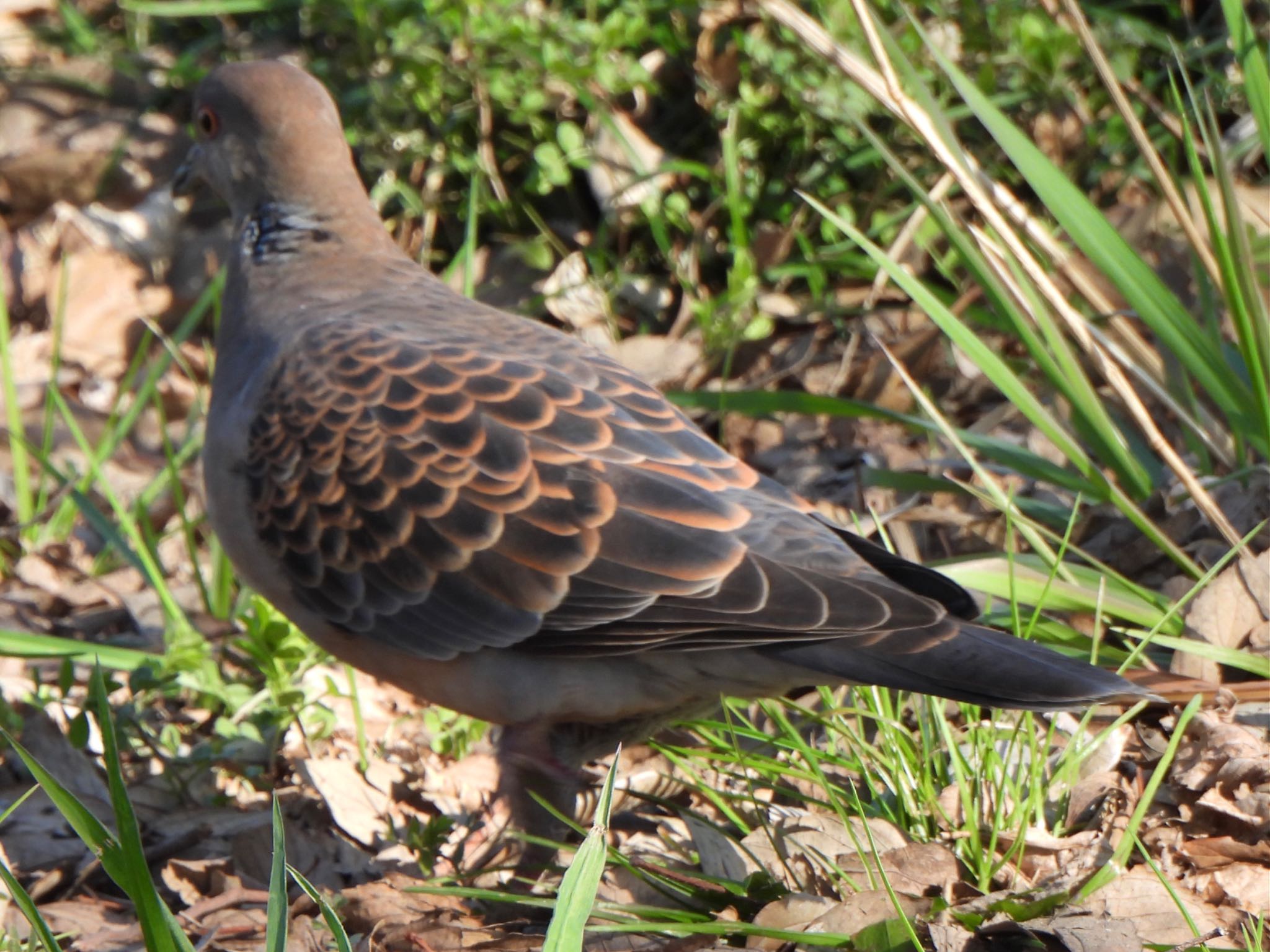 Oriental Turtle Dove