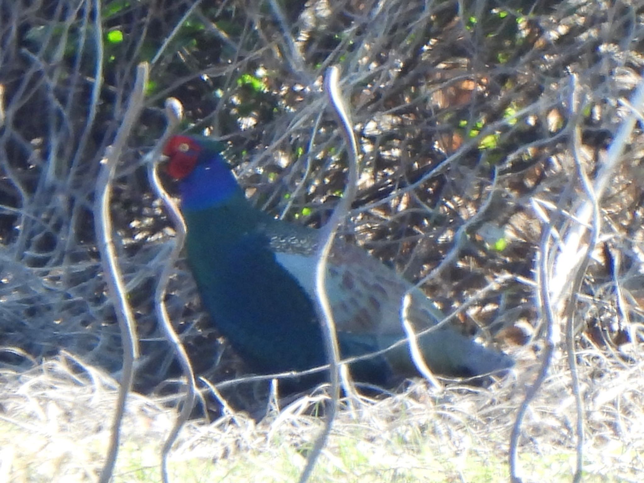 Green Pheasant