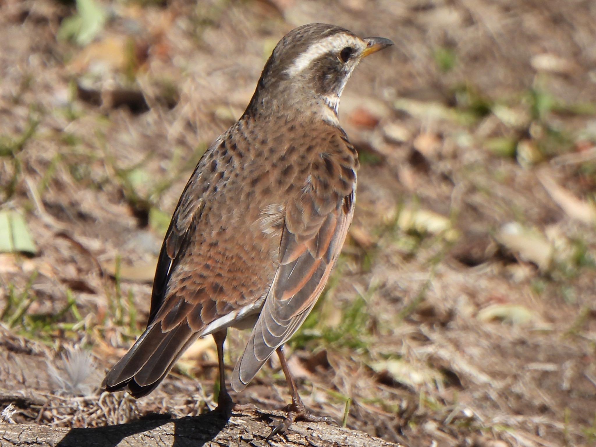 Dusky Thrush